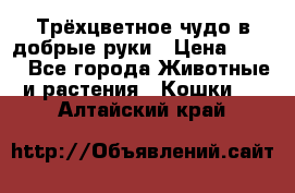 Трёхцветное чудо в добрые руки › Цена ­ 100 - Все города Животные и растения » Кошки   . Алтайский край